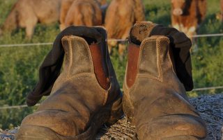 Boots and Suits Blog - Think Agri - Agri Expertise